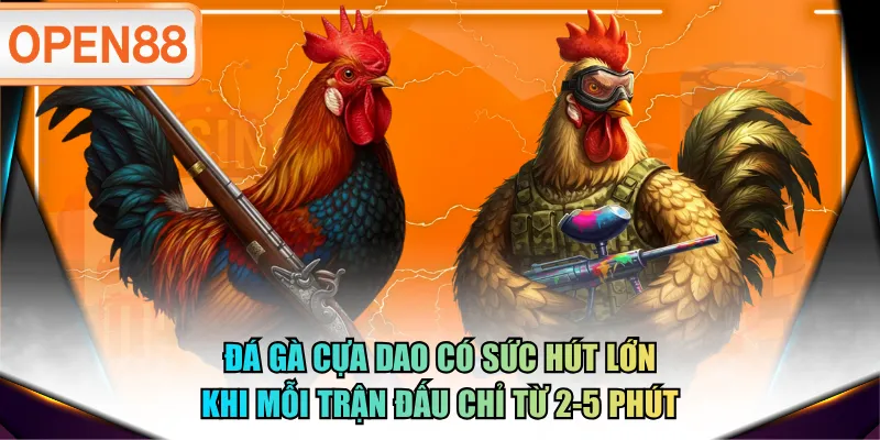 Đá gà cựa dao có sức hút lớn khi mỗi trận đấu chỉ từ 2-5 phút