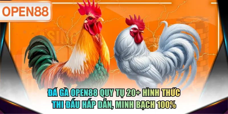 Đá gà OPEN88 quy tụ 20+ hình thức thi đấu hấp dẫn, minh bạch 100%